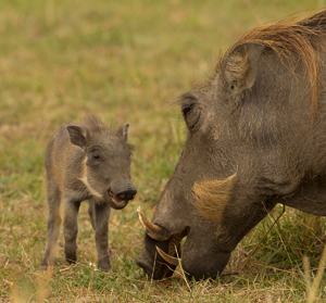 warthog